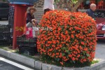 行道樹(shù)綠化道路街道景觀提升3