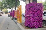 行道樹(shù)綠化道路街道景觀提升1