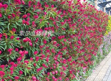 植物墻如何養(yǎng)護？