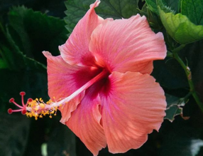 8月養(yǎng)這幾種花，花期長還好養(yǎng)