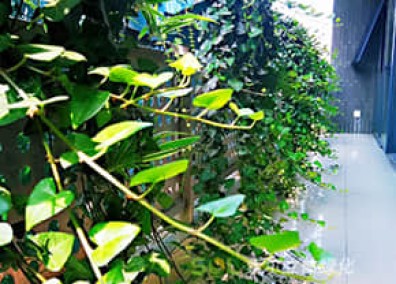 陽(yáng)臺(tái)花園解決方案