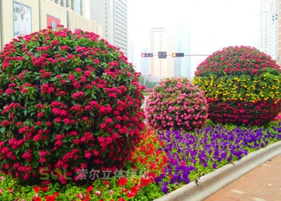 花球解決方案