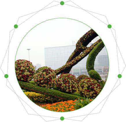 花球的特點(diǎn)