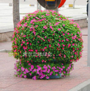 花盆式組合花球