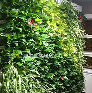 Wifi智能凈化生態(tài)植物墻