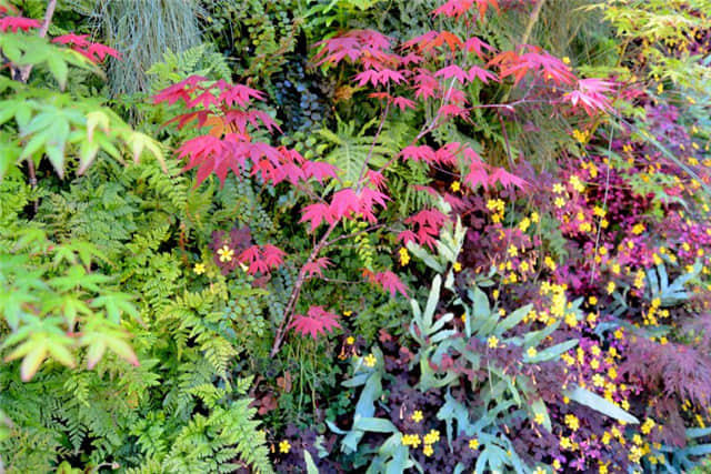 Living Green Design公司舊金山展廳室外植物墻01 (2).jpg