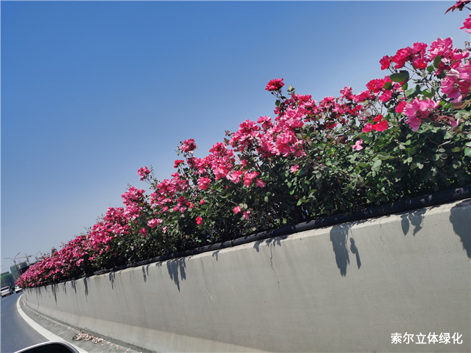 03杭州秋石高架月季花高架橋綠化.jpg