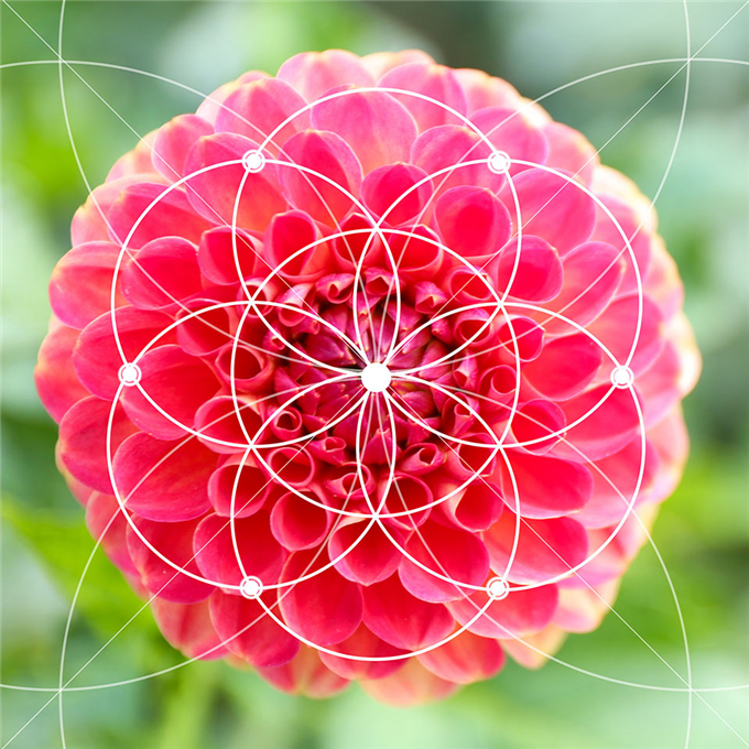02大麗菊.jpg