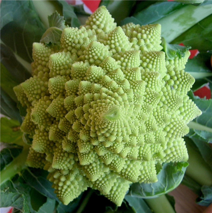 20寶塔花菜 (2).jpg