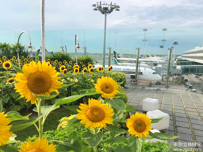 30新加坡樟宜機(jī)場屋頂花園向日葵花園 (4).jpg